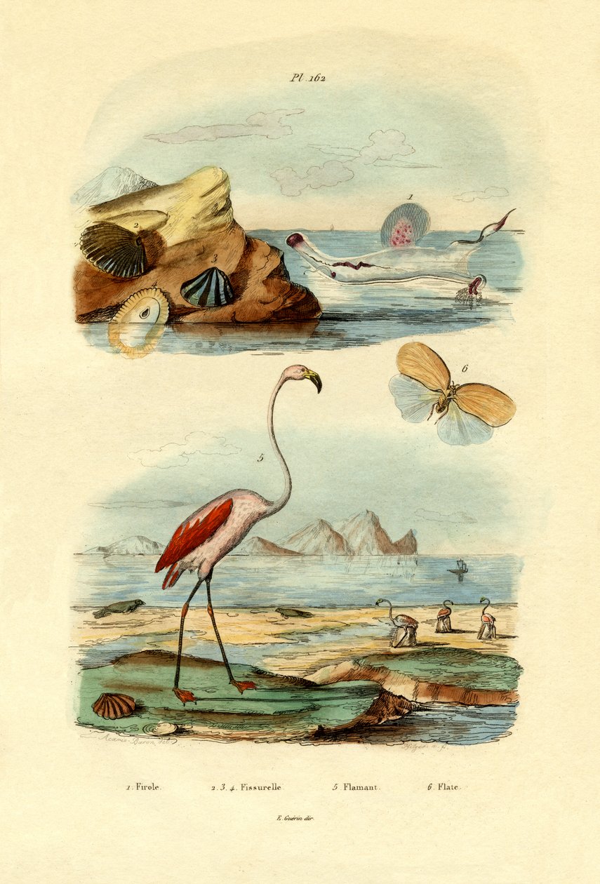 Coquillages, 1833-39 - French School