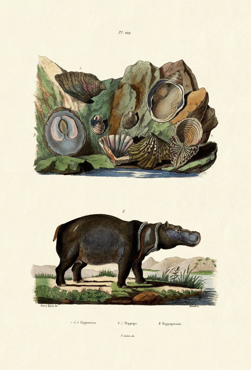 Coquillages - French School