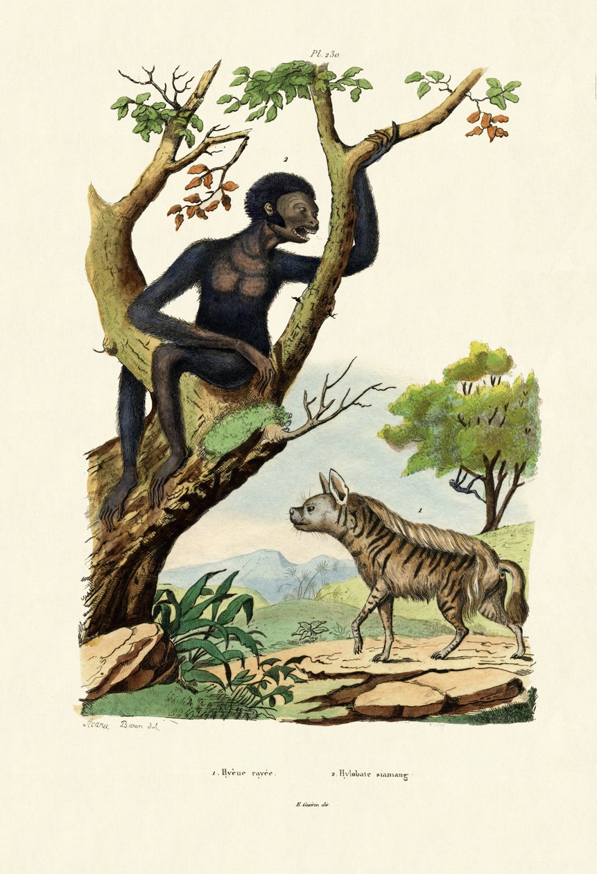 Siamang - French School