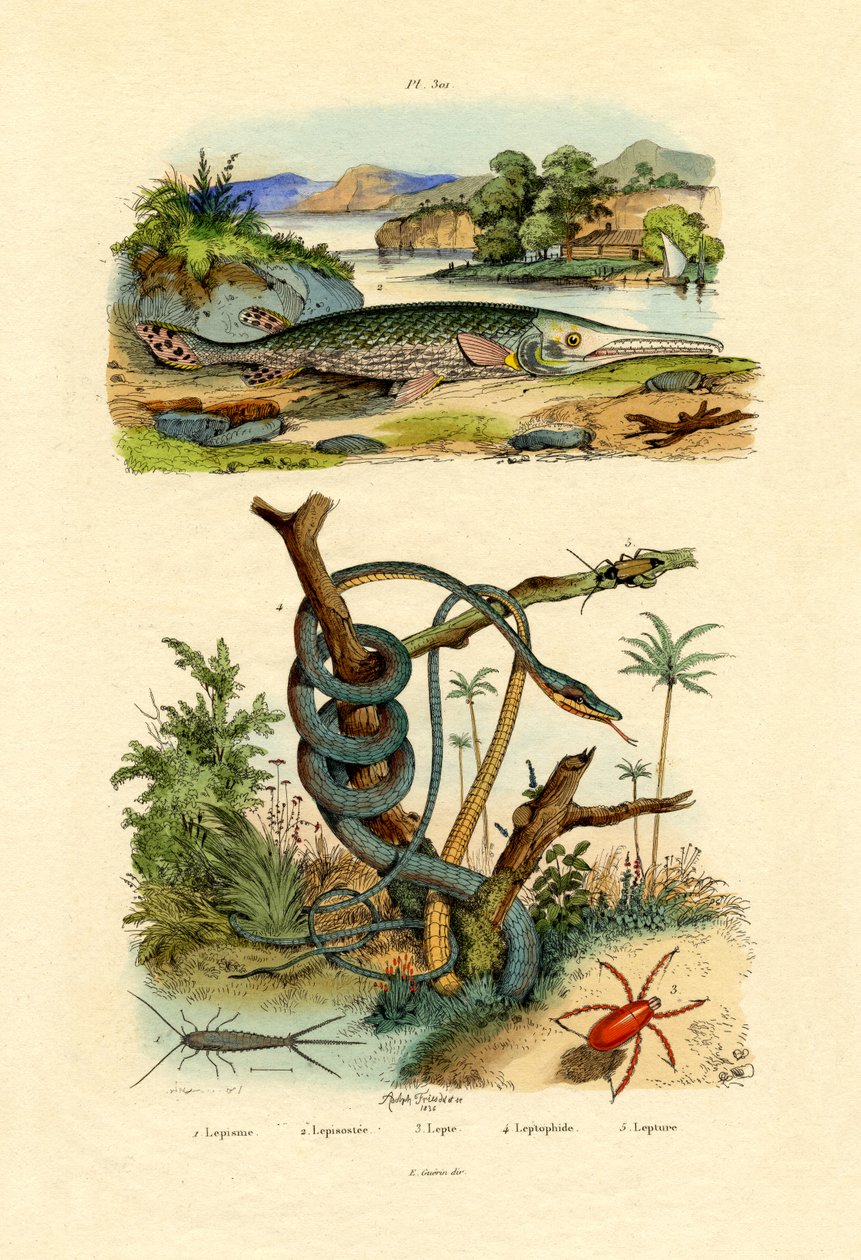 Poisson-argent - French School