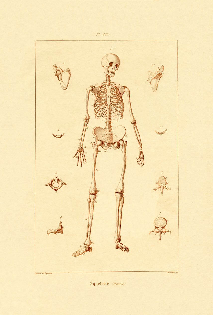 Squelette, 1833-39 - French School