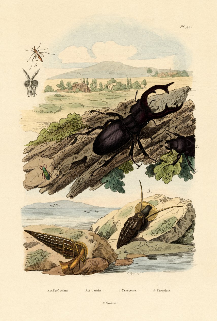 Lucane cerf-volant, 1833-39 - French School