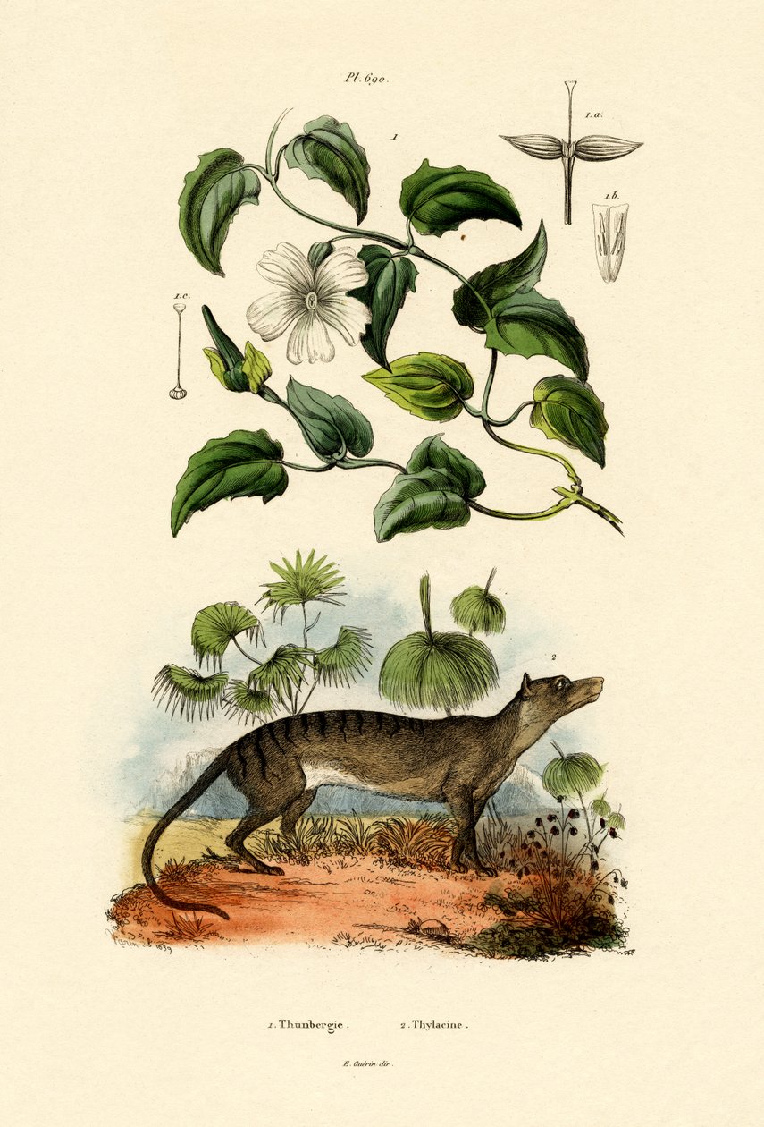 Thunbergia - French School