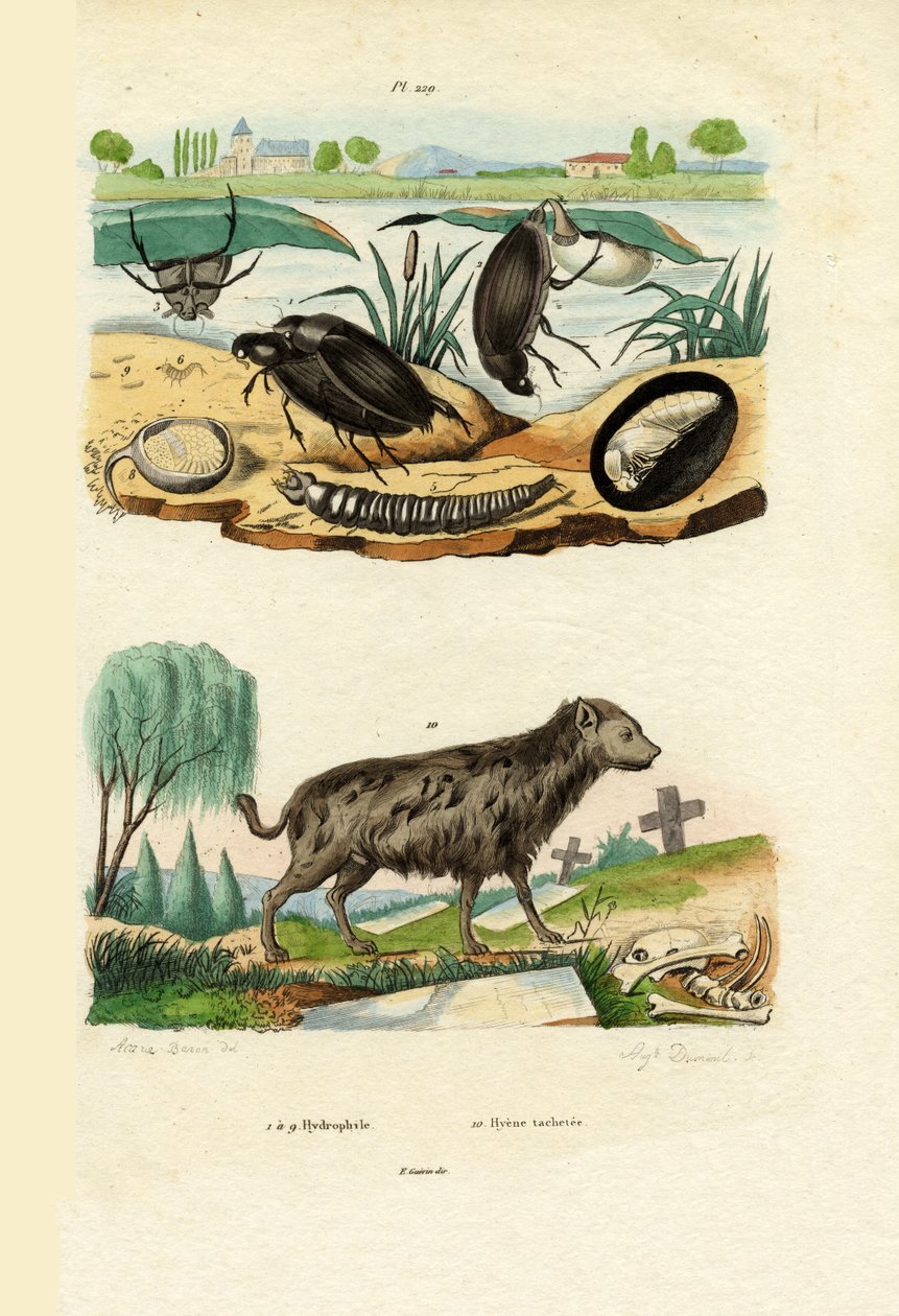 Coléoptères aquatiques - French School