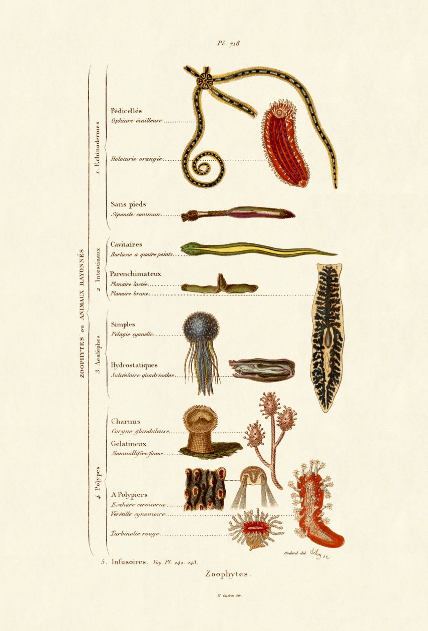 Zoophytes - French School