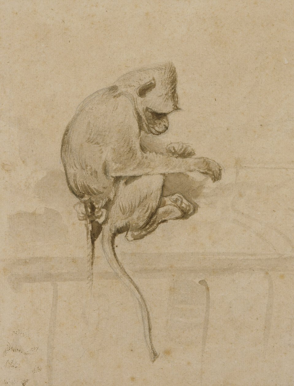 Un singe - French School