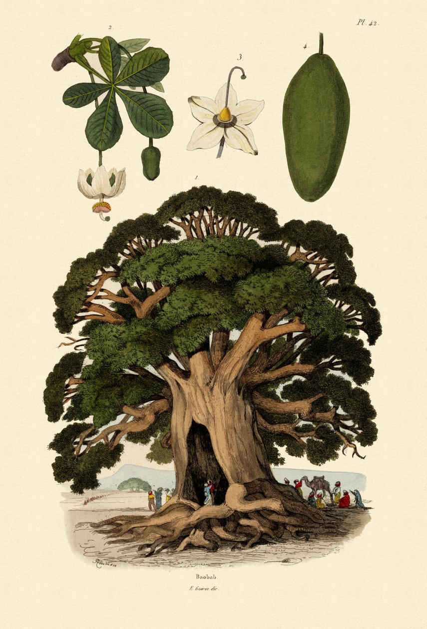 Baobab - French School