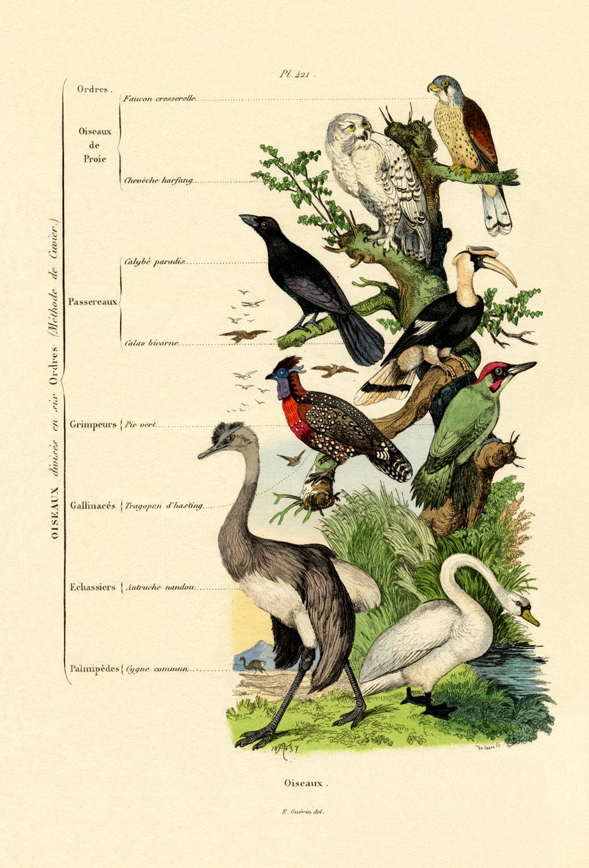 Oiseaux - French School