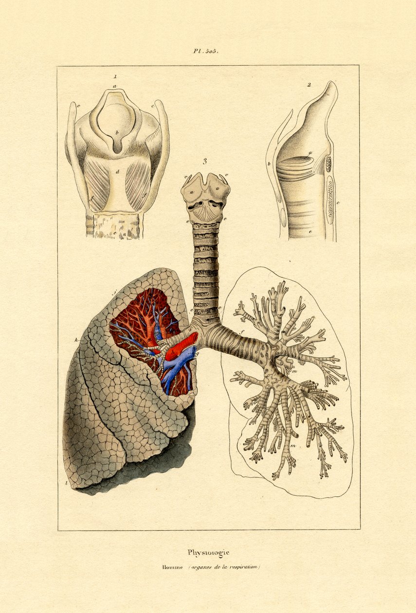 Respiration - French School