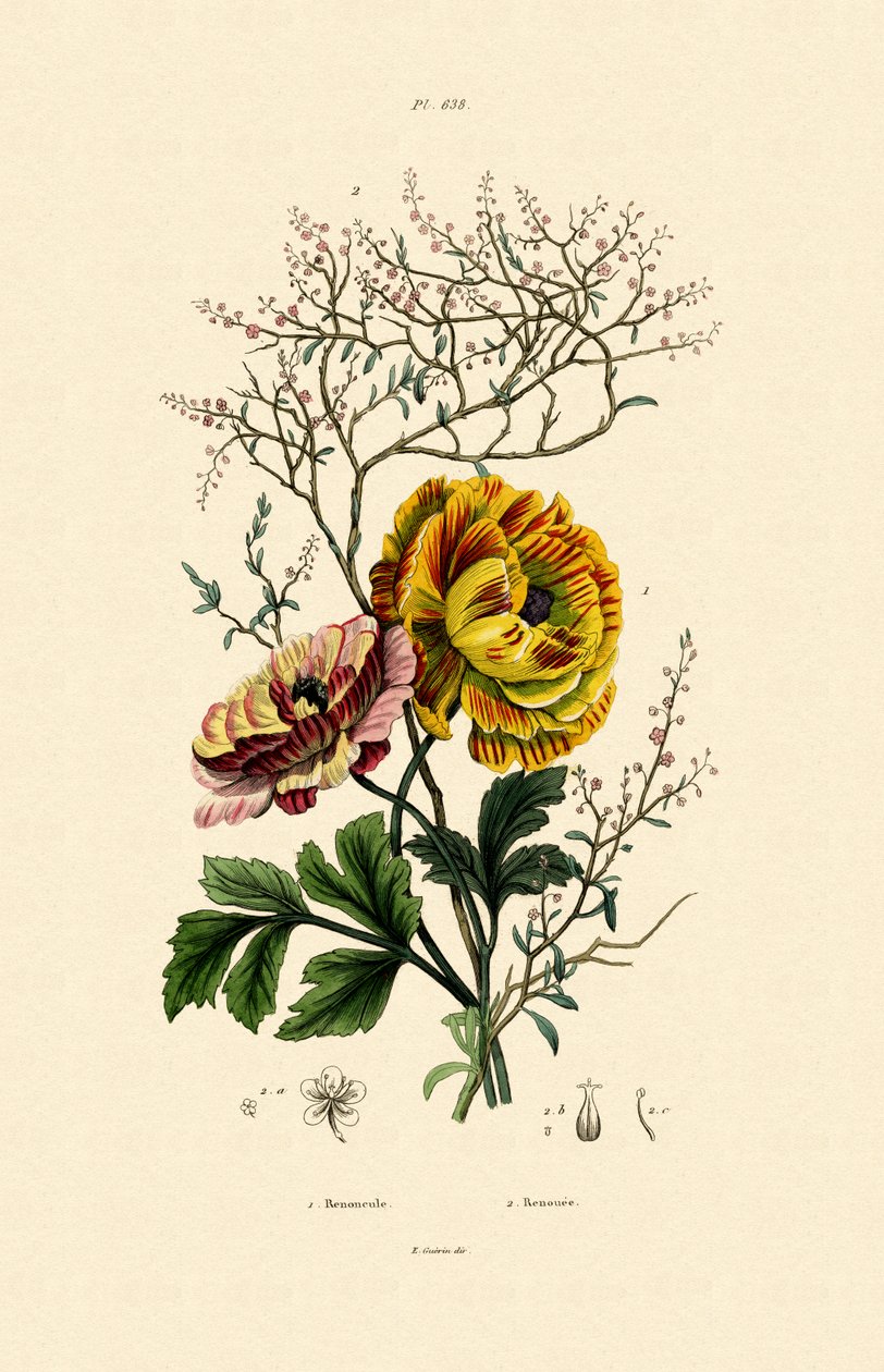Renoncule, 1833-39 - French School