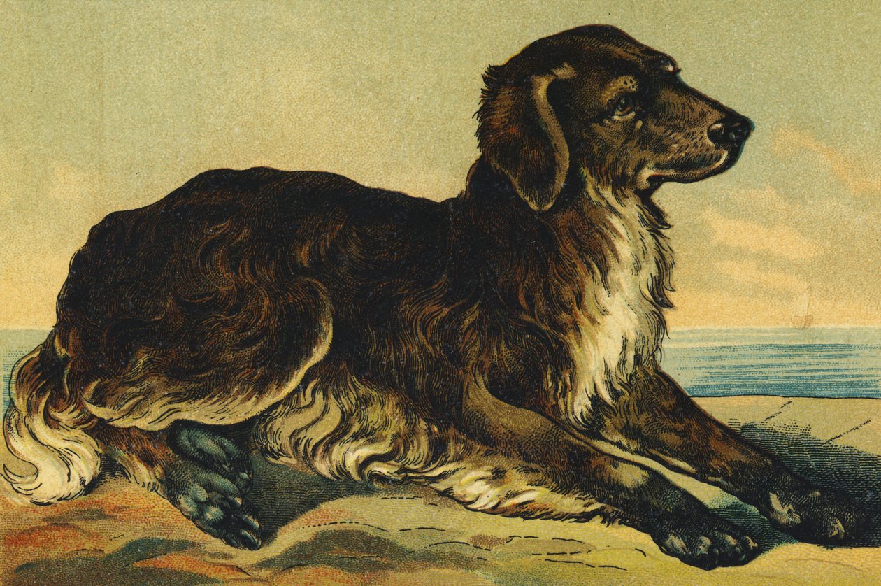 C comme Chien - French School