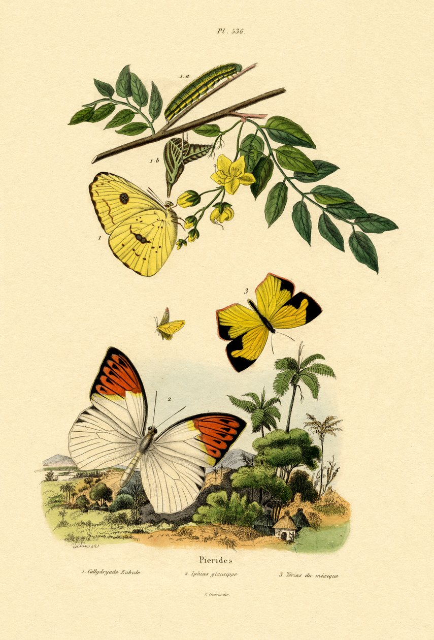 Soufre, 1833-39 - French School
