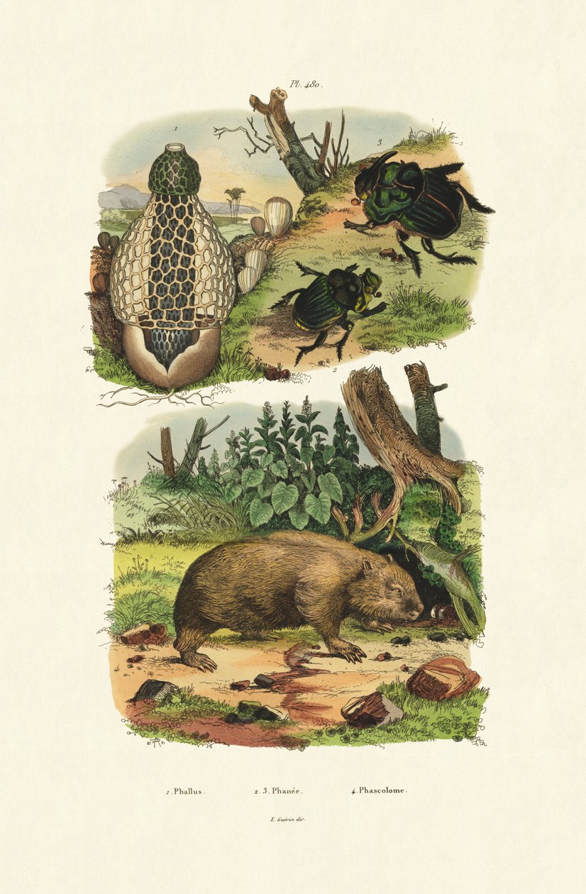 Phallus Impudicus - French School