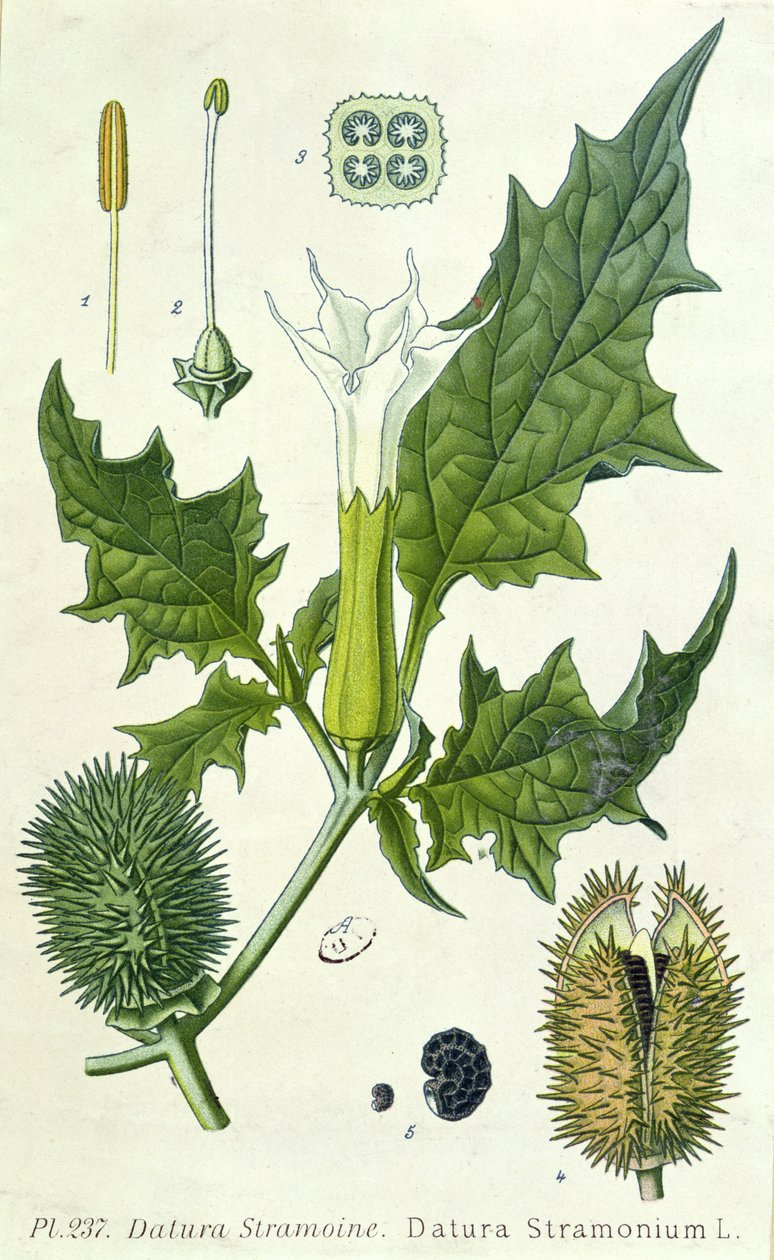 Datura stramonium, planche botanique - French School