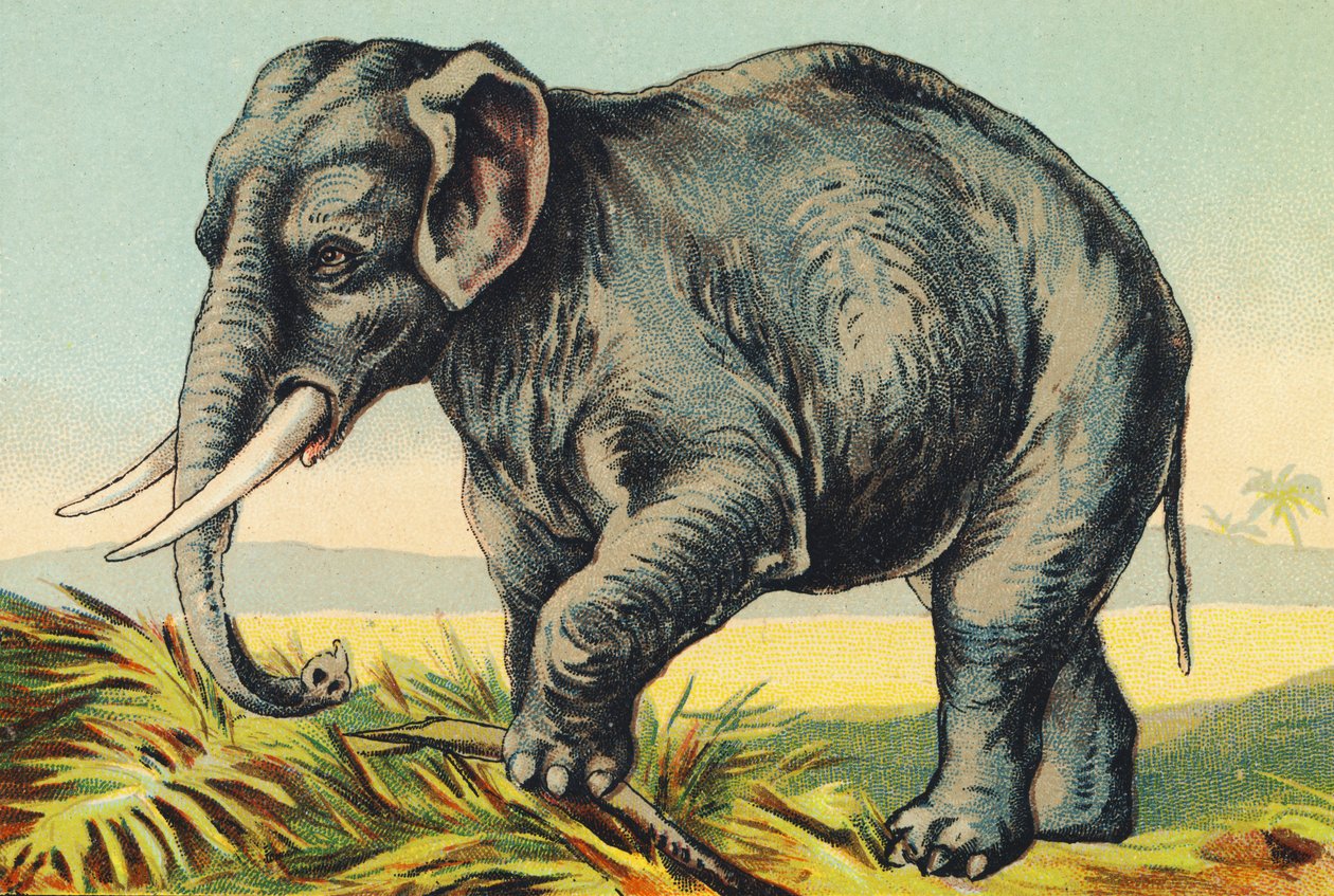 E comme Éléphant - French School