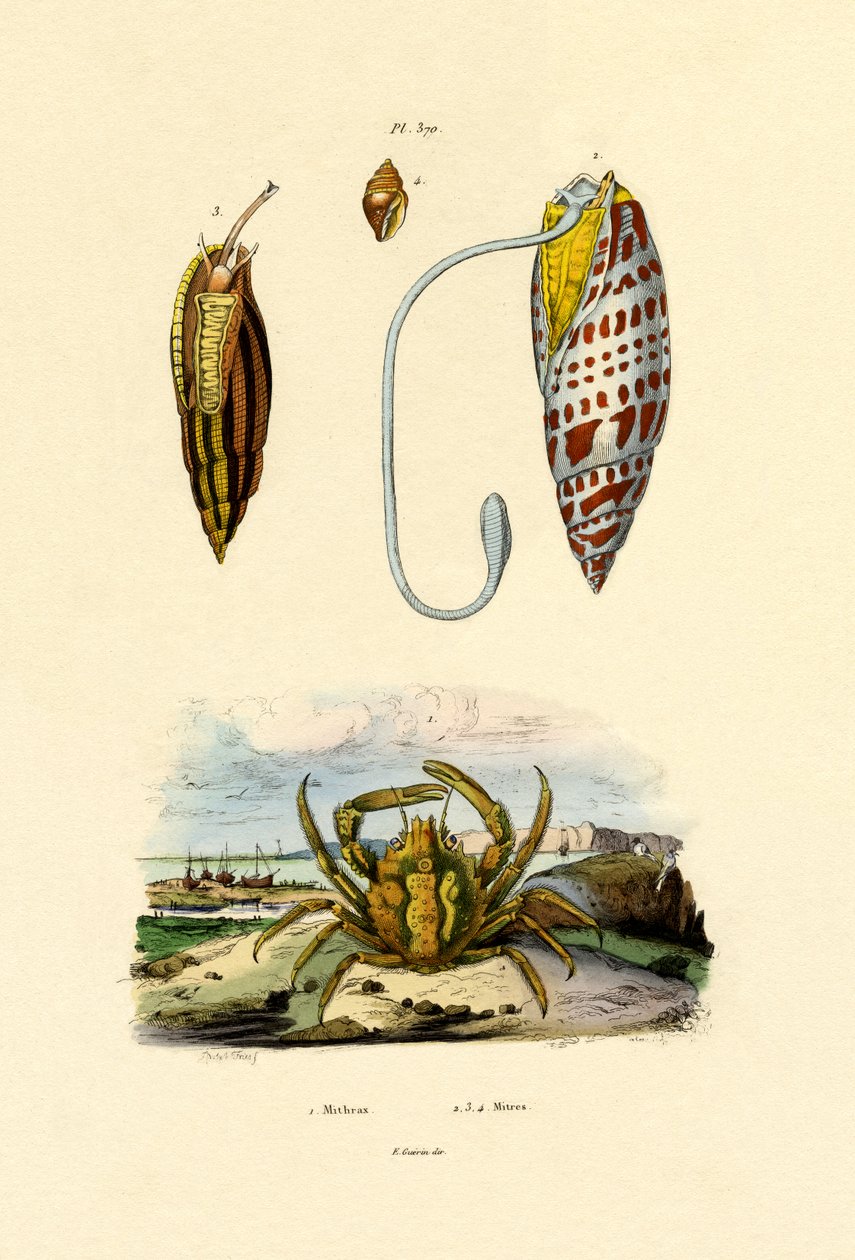 Crabe émeraude - French School