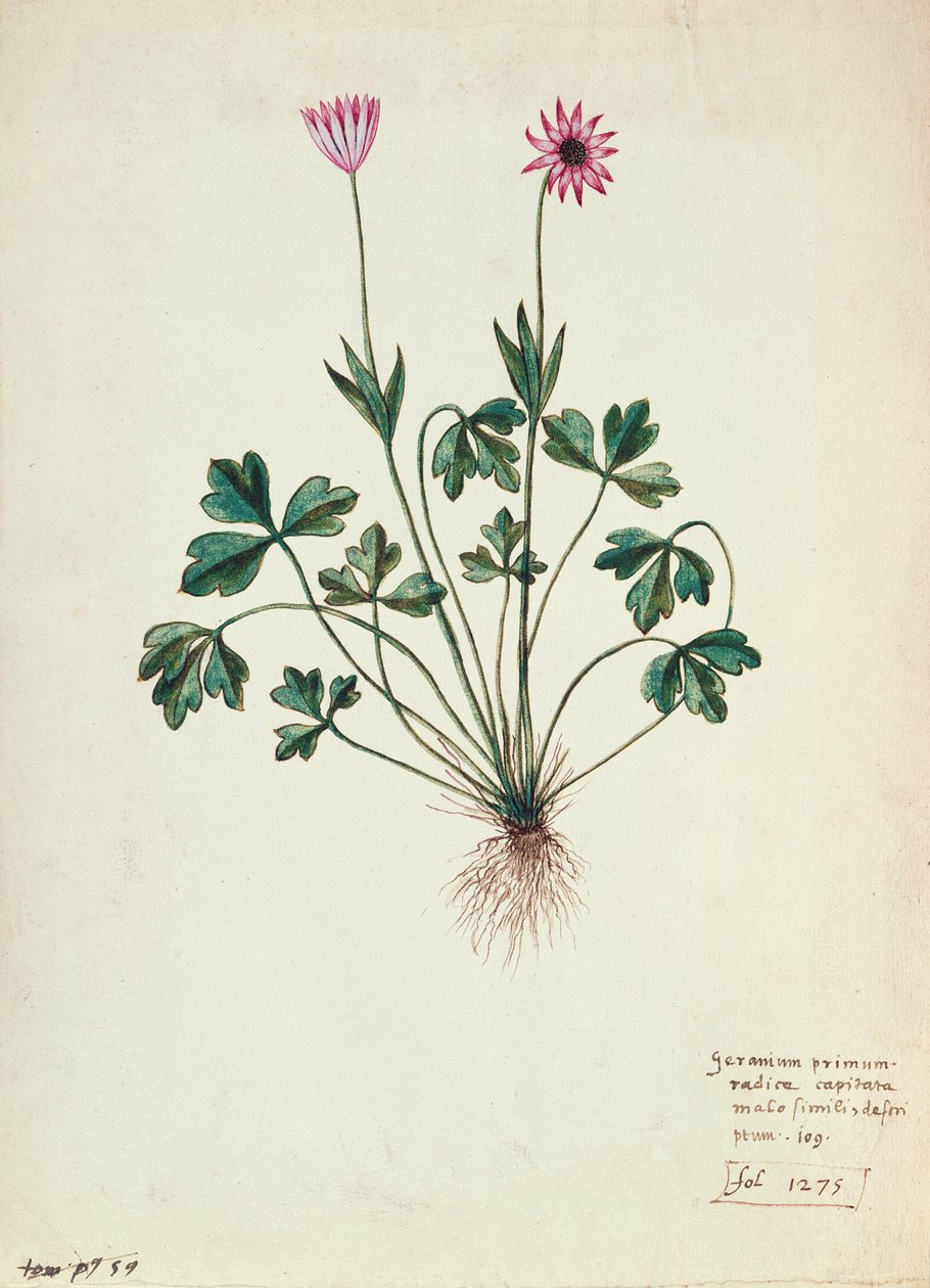 Fol.1275 Géranium - French School