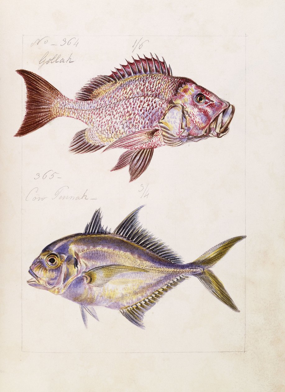 Gollah etc., vers 1850 - French School