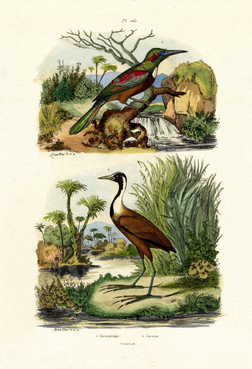 Grand Jacamar - French School