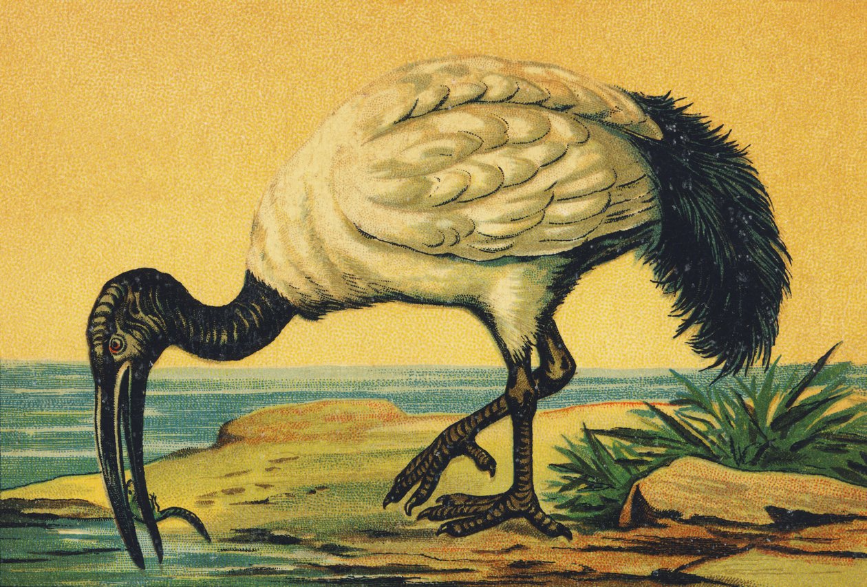 I comme Ibis - French School
