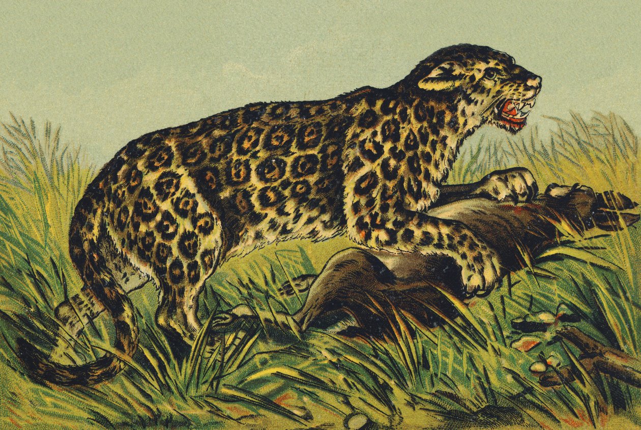 J comme Jaguar - French School