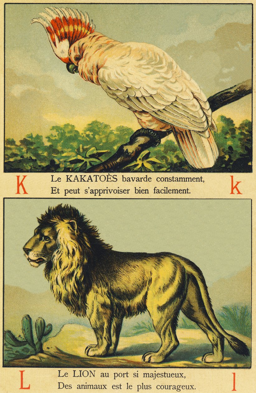 K comme Kakatoes et L comme Lion - French School