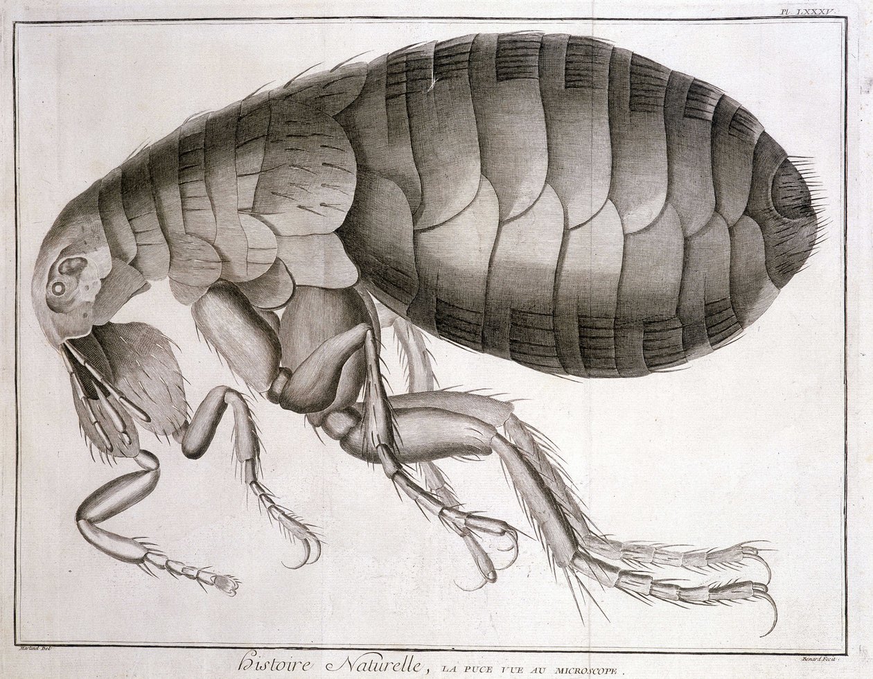 Microscope - dans "Encyclopédie", Diderot et d