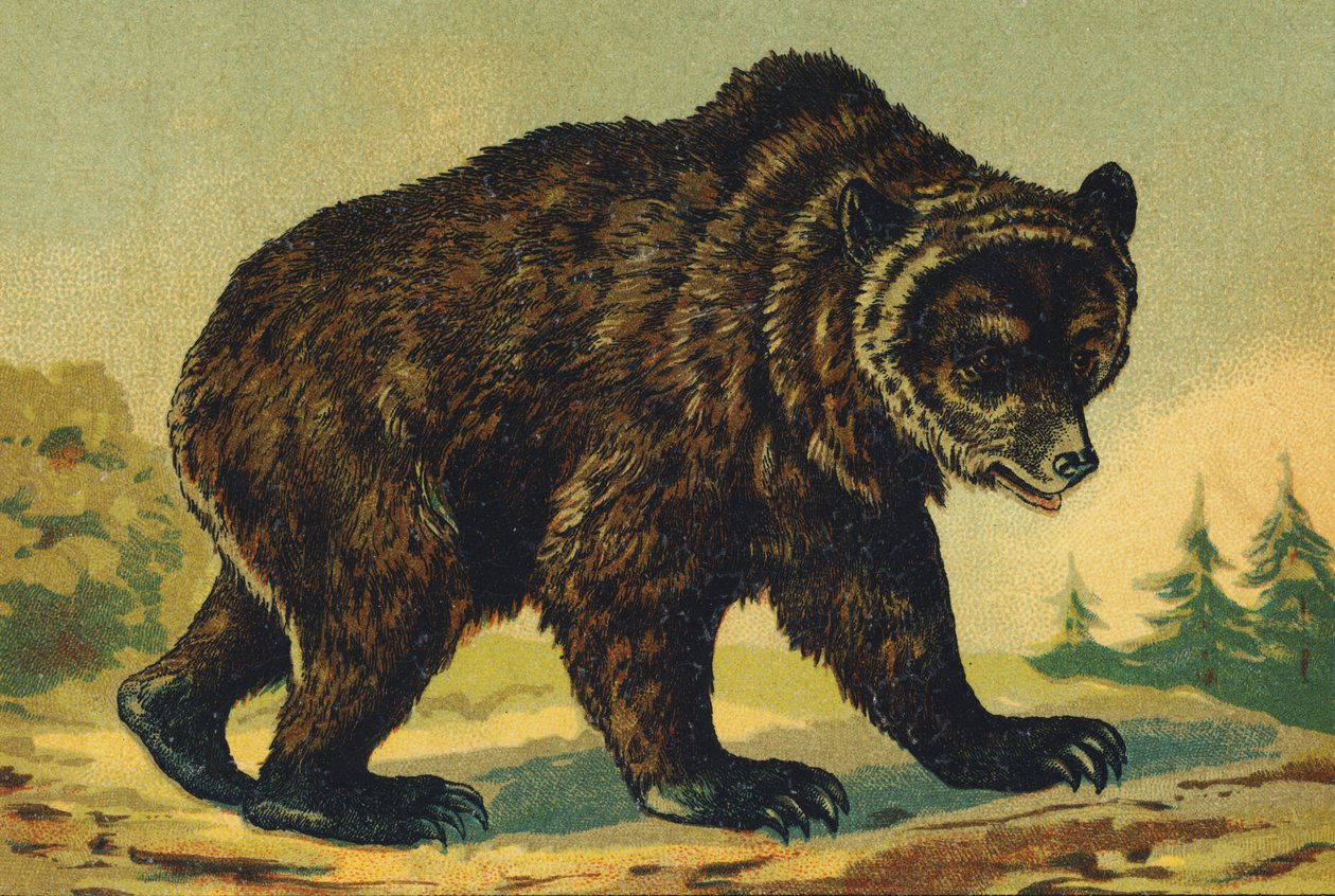 O comme Ours - French School