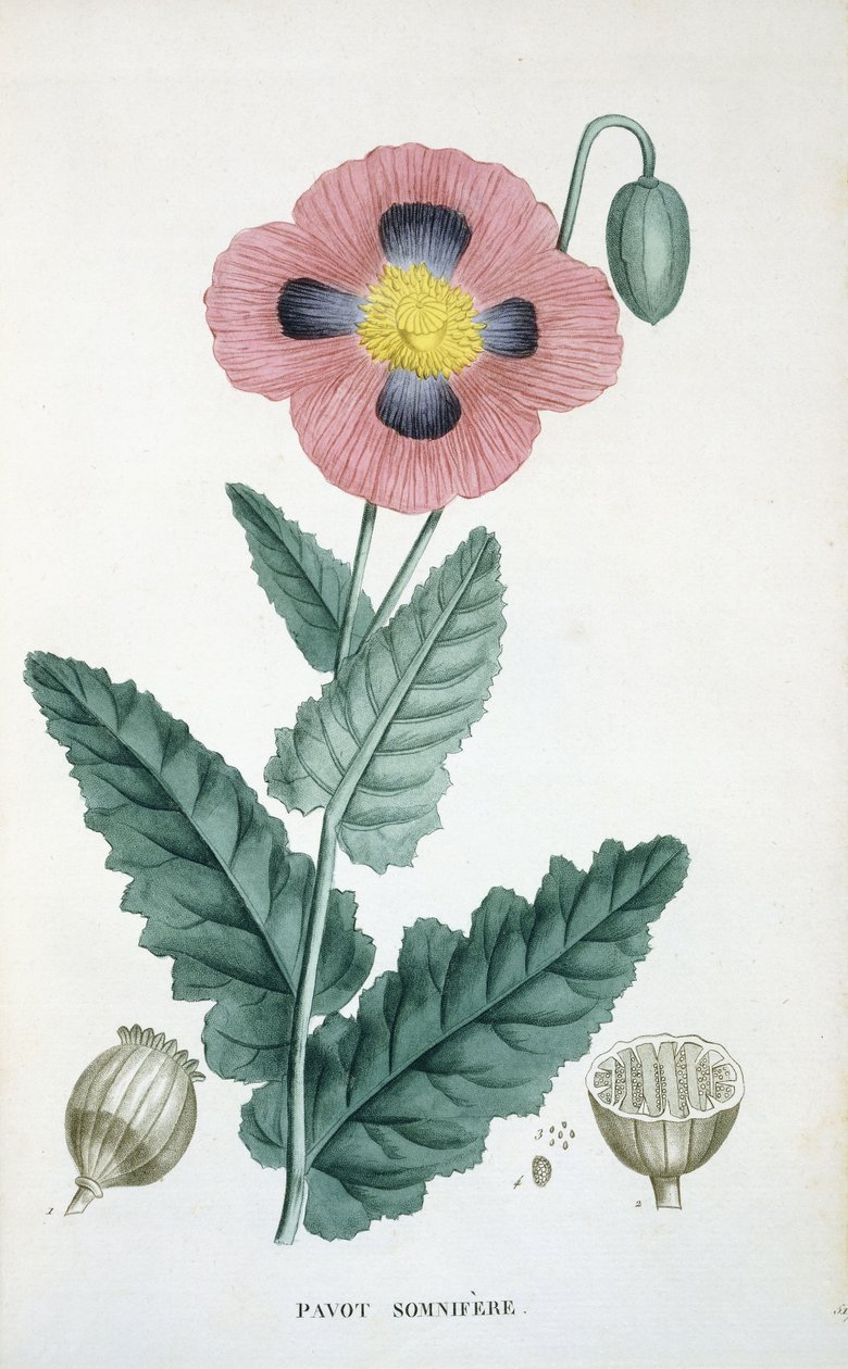 Pavot à opium - French School