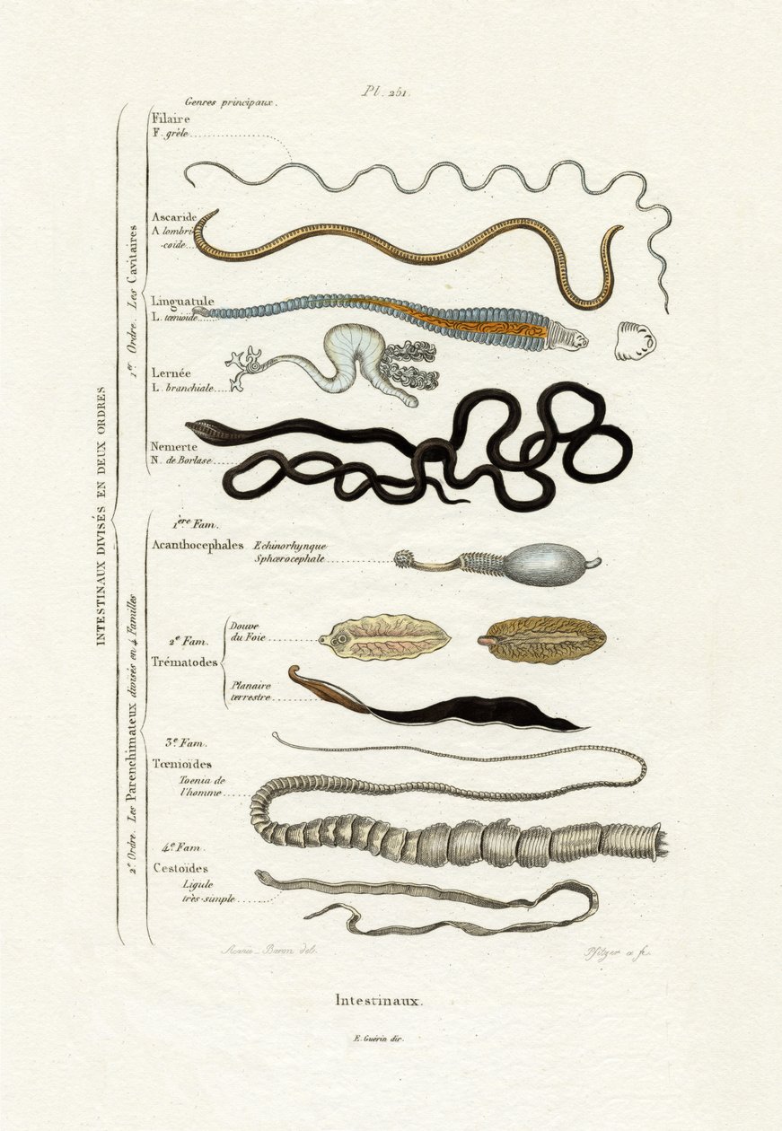 Parasites - French School