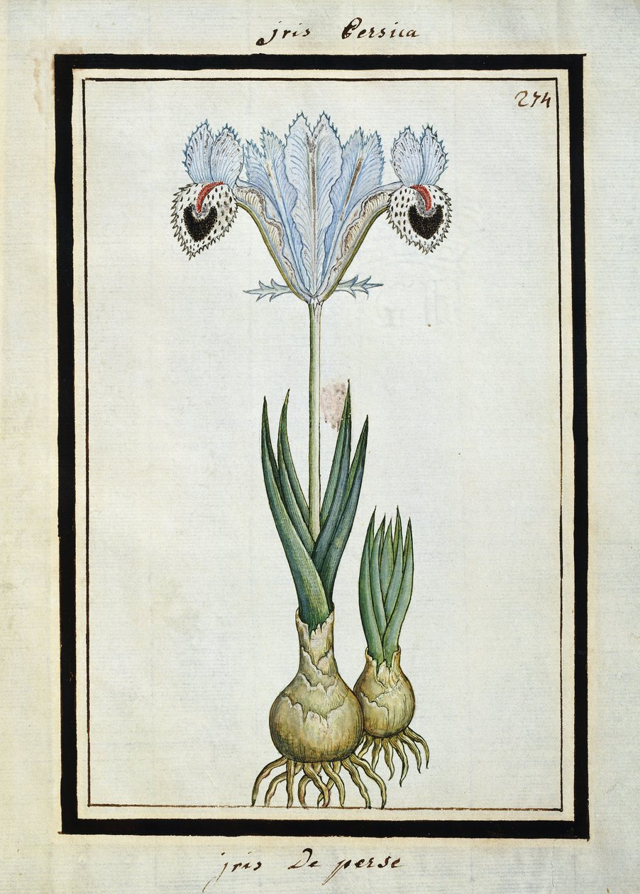 Iris persan, vers 1700 - French School
