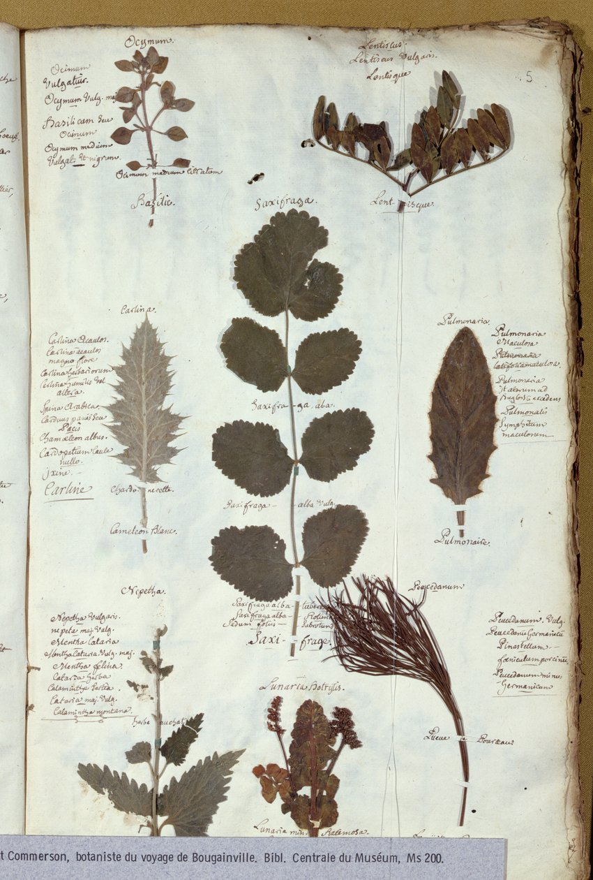 Herbier de Philibert Commerson (1727-73) - French School