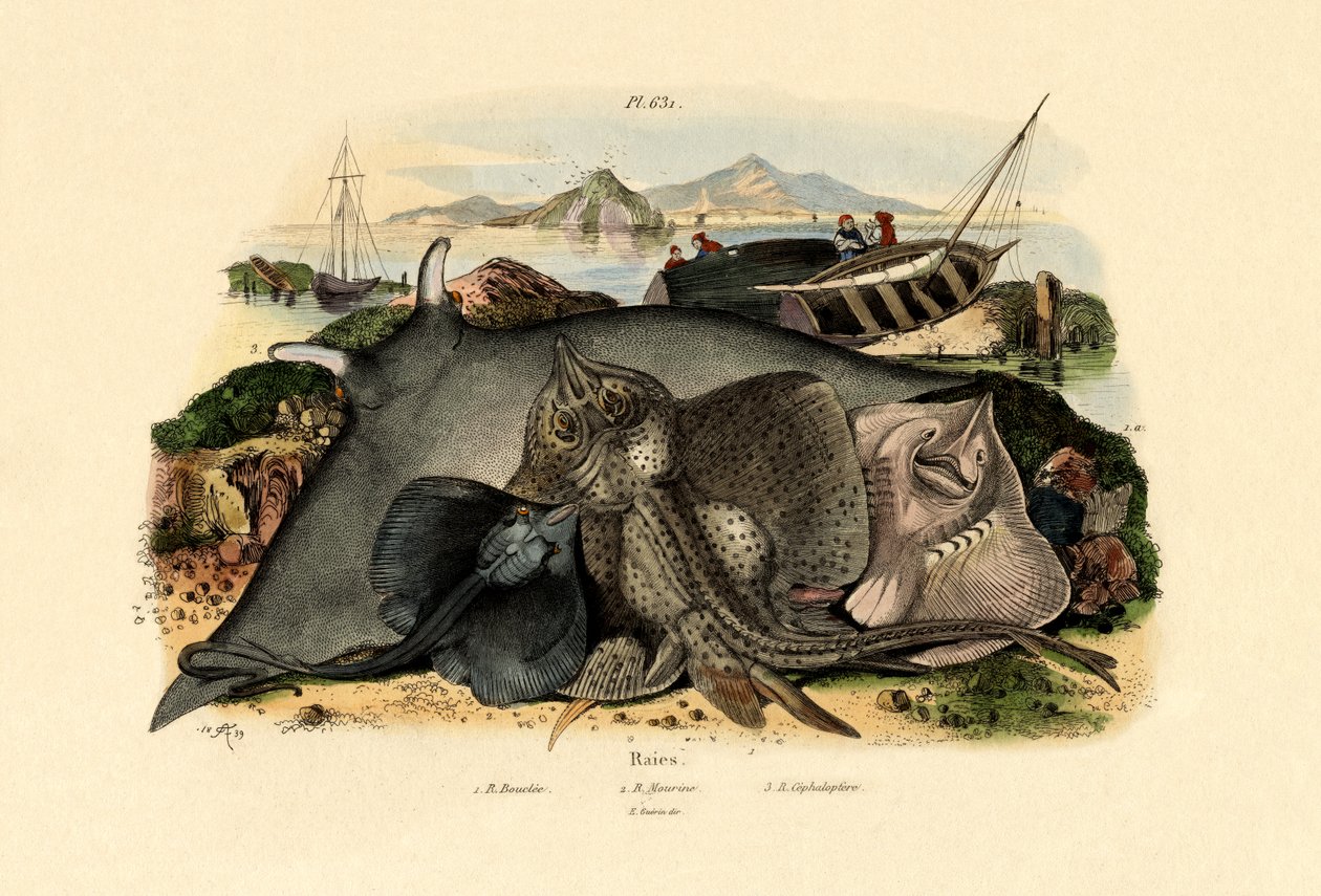 Raies, 1833-39 - French School