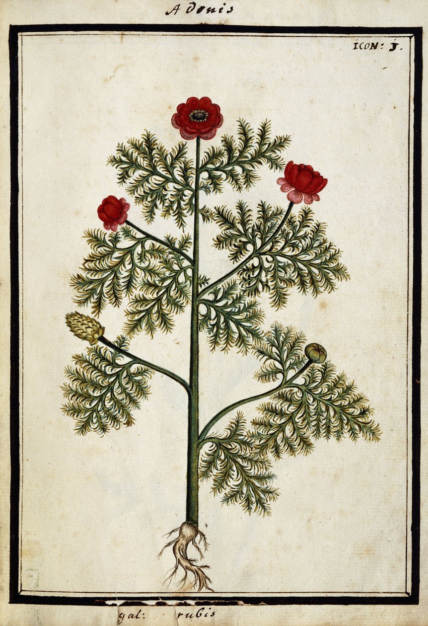 Adonis rouge, vers 1700 - French School