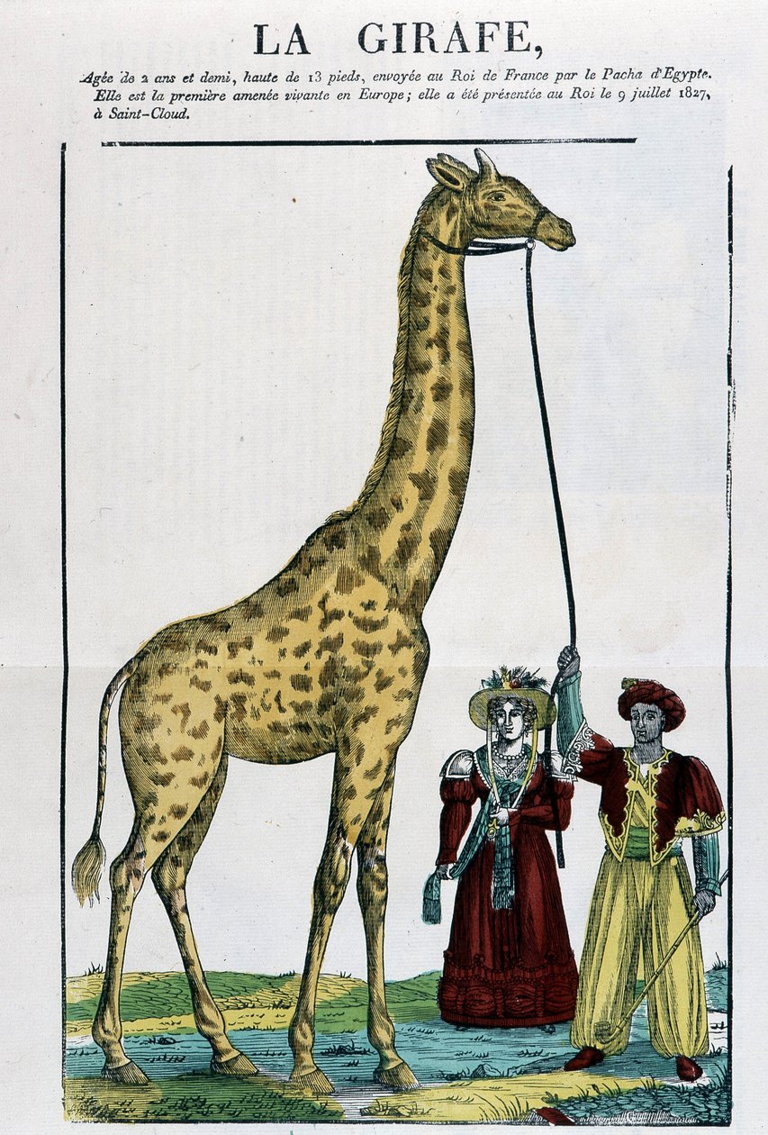 La Girafe - Image d
