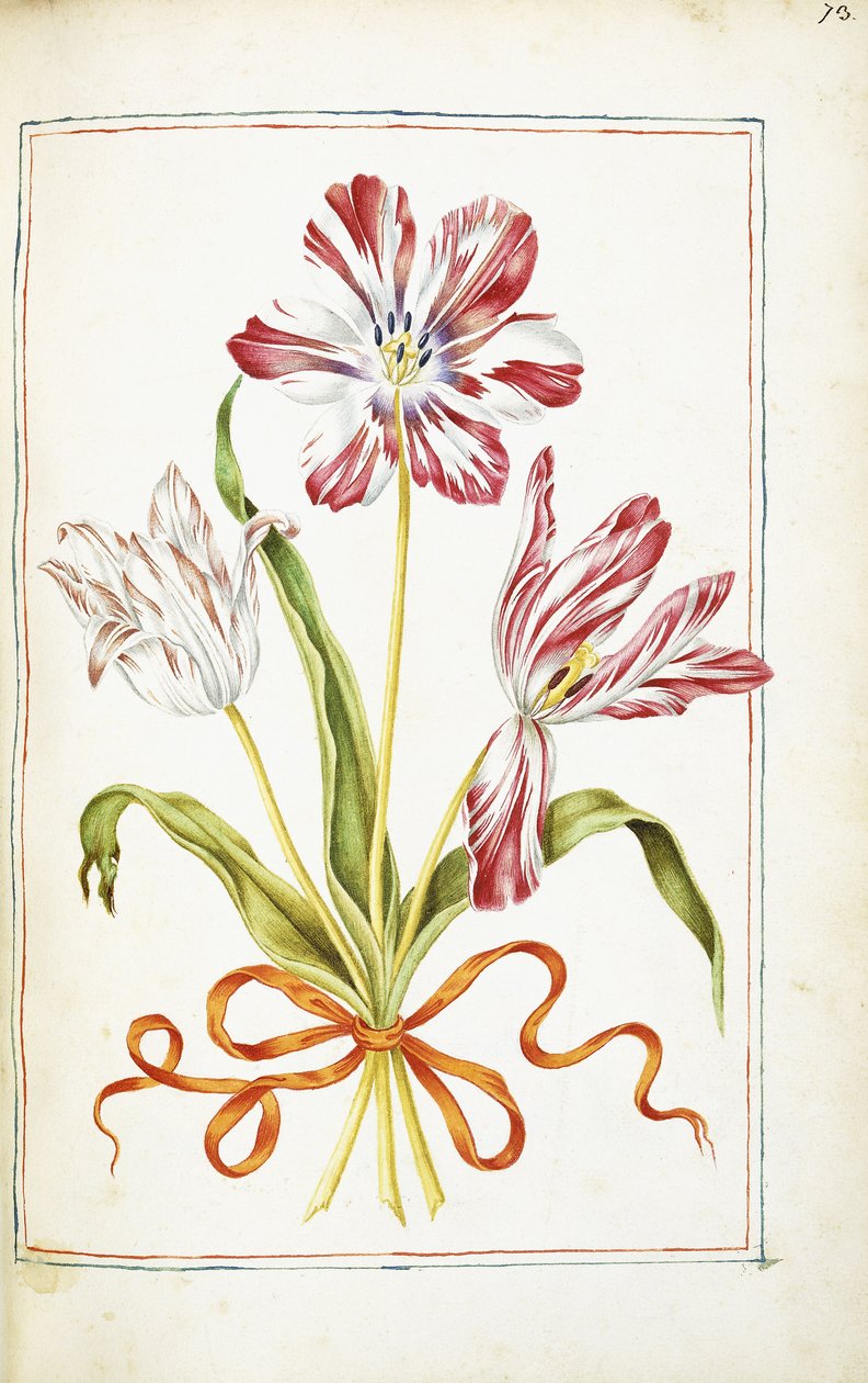 Tulipes, 18ème siècle - French School