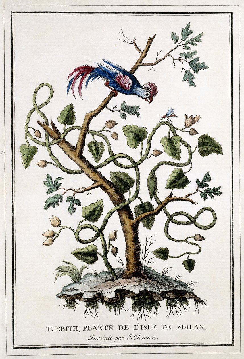 Turbith, plante de l