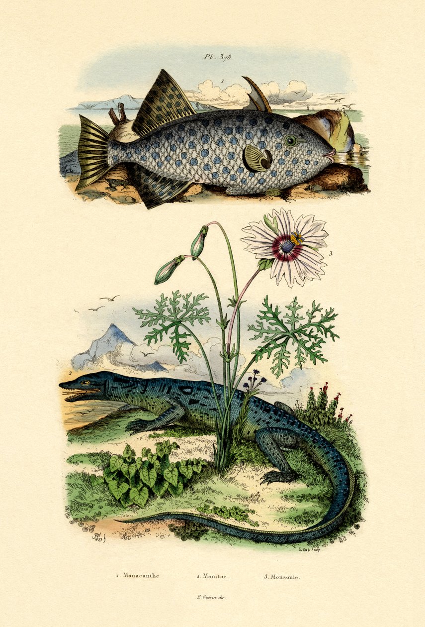 Poisson-lime à taches blanches - French School