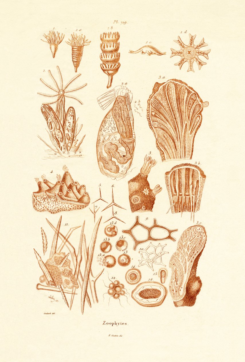 Zoophytes - French School