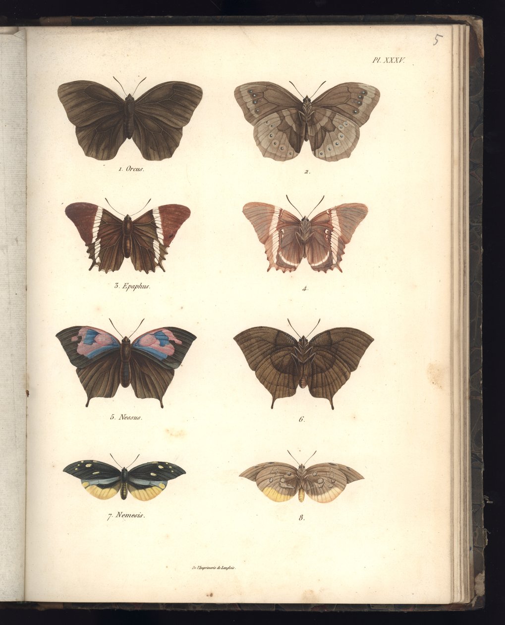 Lepidoptera, Pl. XXXV, illustration de 