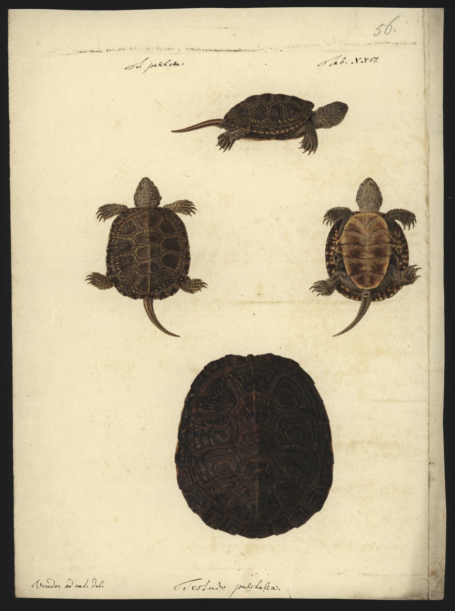 Emys orbicularis, avant 1801 - Friedrich Wilhelm Wunder
