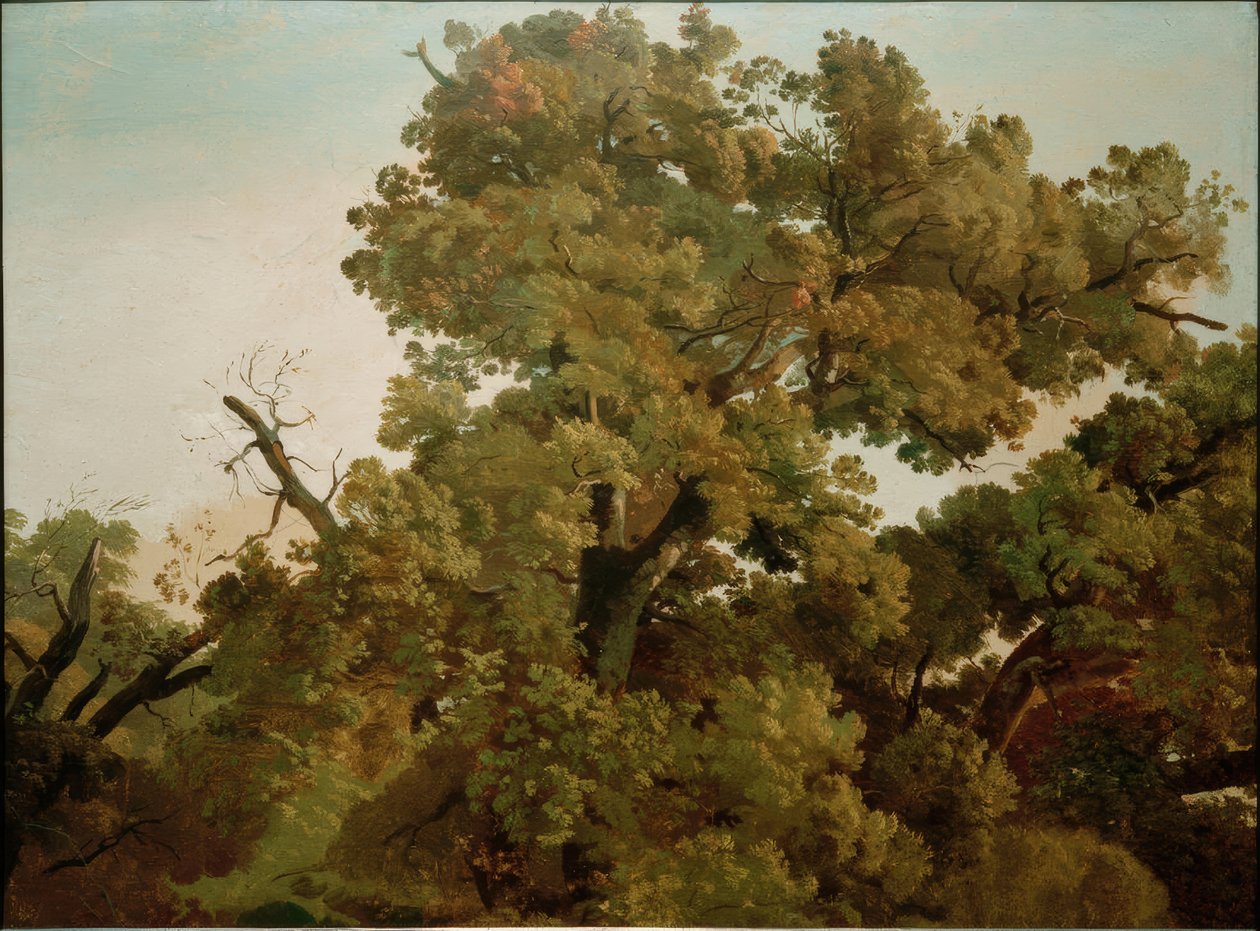 Chêne - Friedrich Nerly