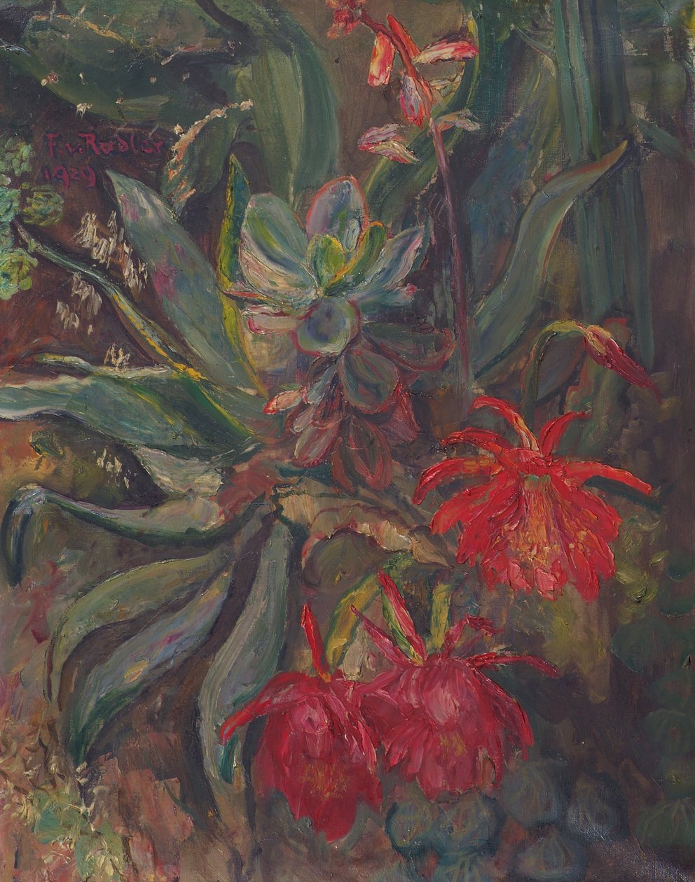 Cactus en fleurs - Friedrich Radler