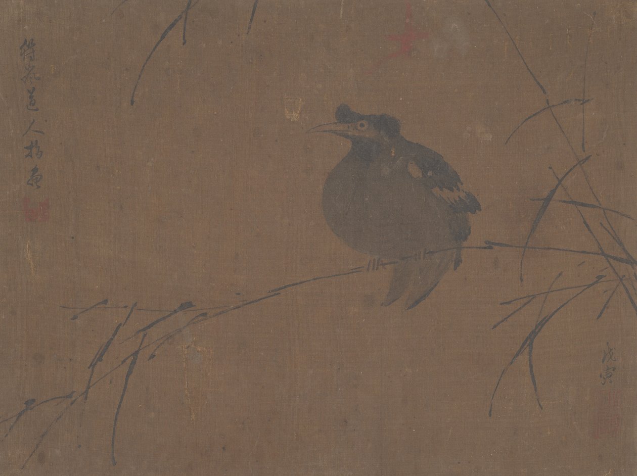 Mainate sur un roseau - Fulan Taorên.