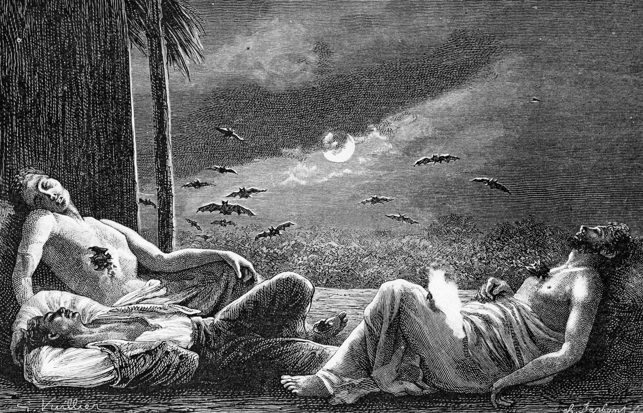 Chauves-souris vampires se nourrissant d