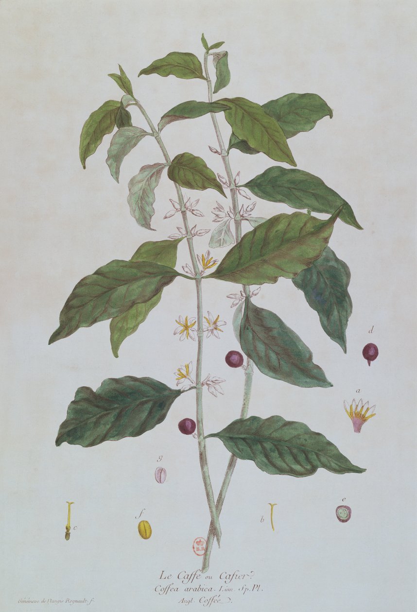 Coffea Arabica (Café) planche botanique de 