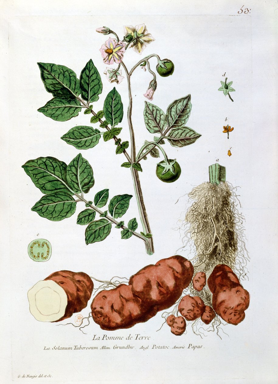 Pomme de terre, planche botanique de 