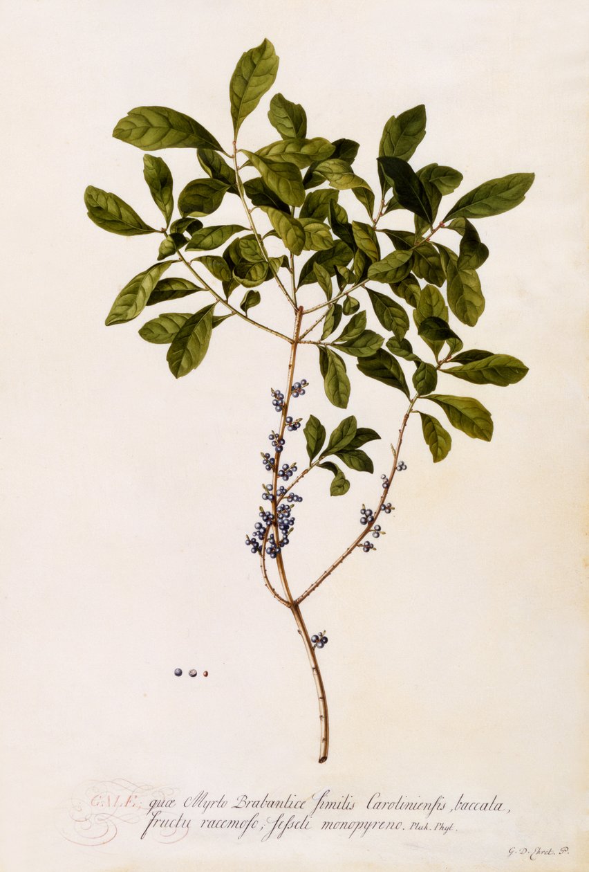 Baie de myrte, vers 1746 - Georg Dionysius Ehret