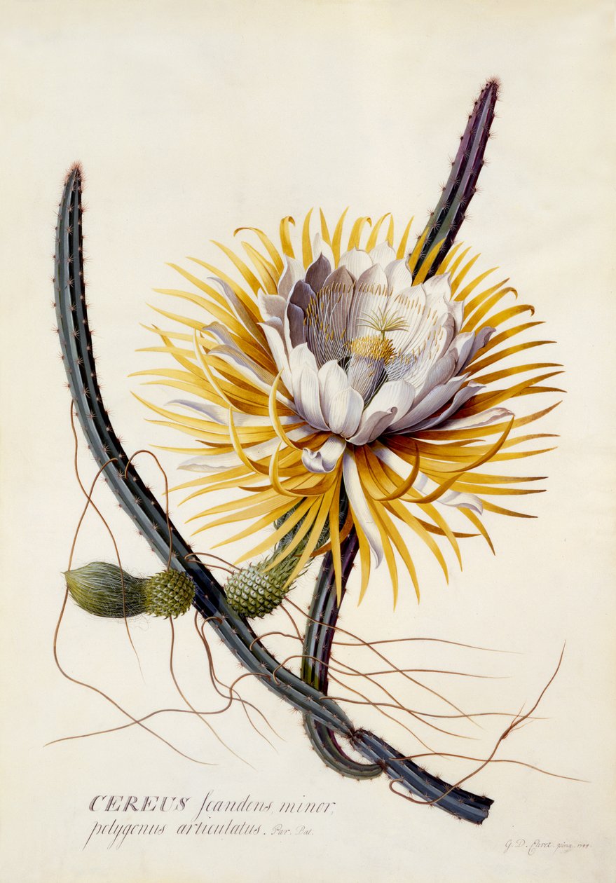 Cereus, reine de la nuit, vers 1744 (gravure à la main) - Georg Dionysius Ehret