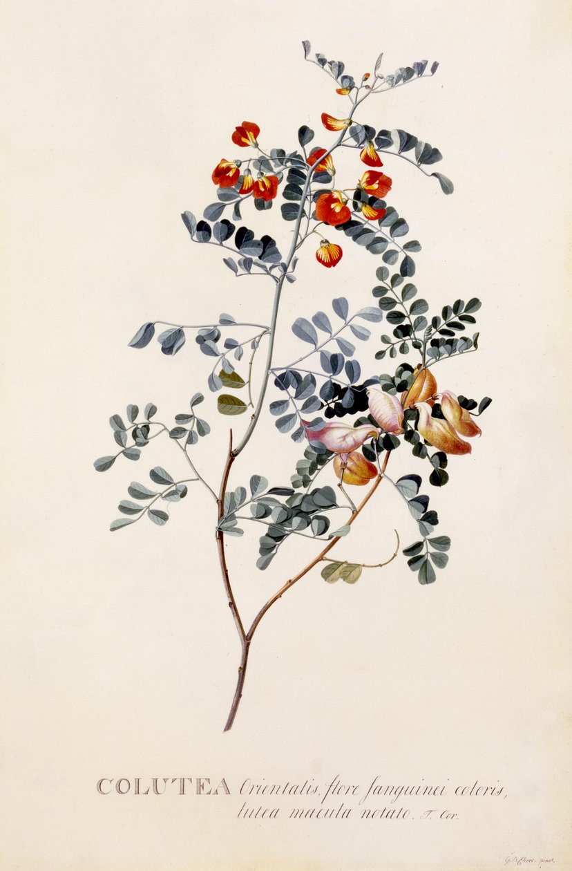 Colutea, c.1745 (gravure coloriée à la main) - Georg Dionysius Ehret